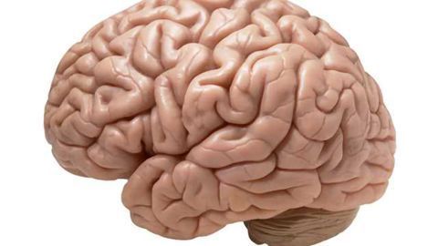 Stem cell-derived 'mini-brains' reveal potential drug treatment for rare disorder