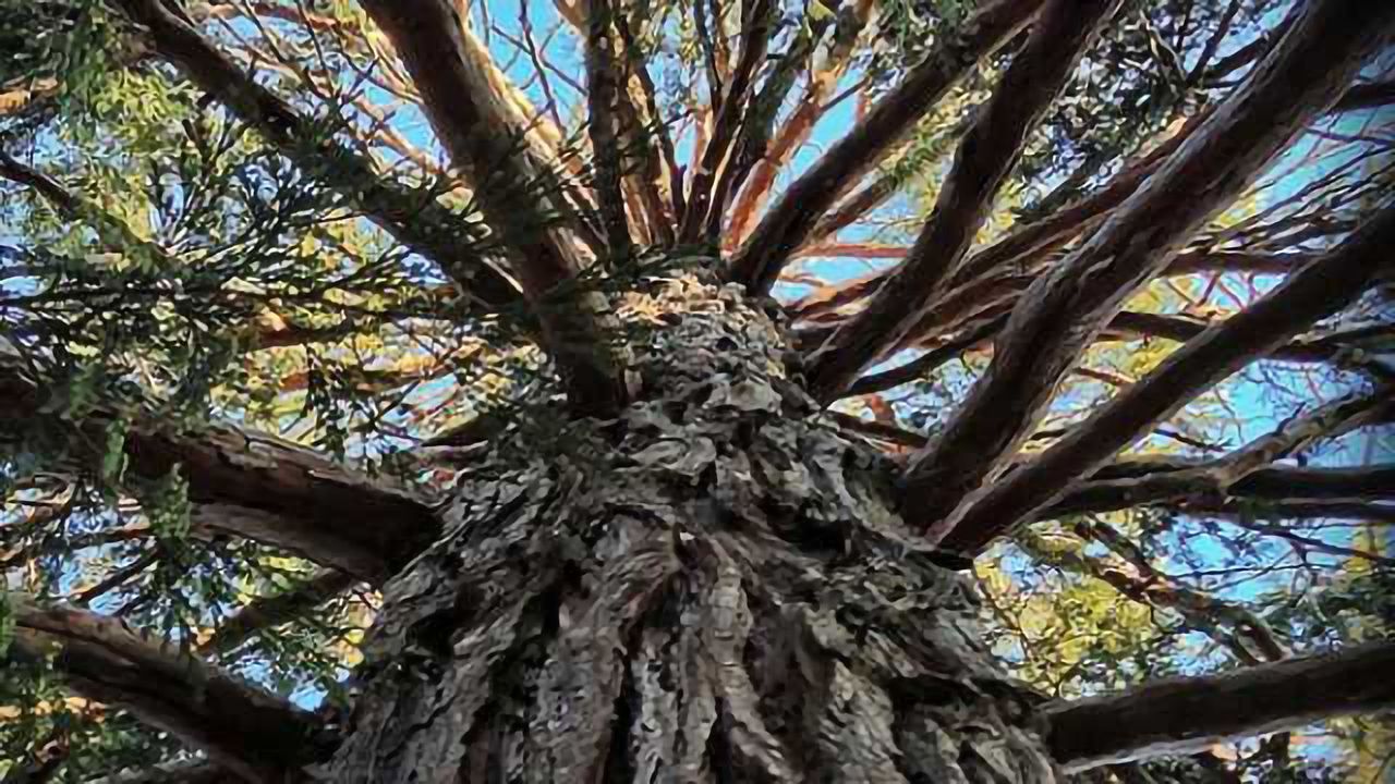Tree resin may yield medicine against epilepsy
