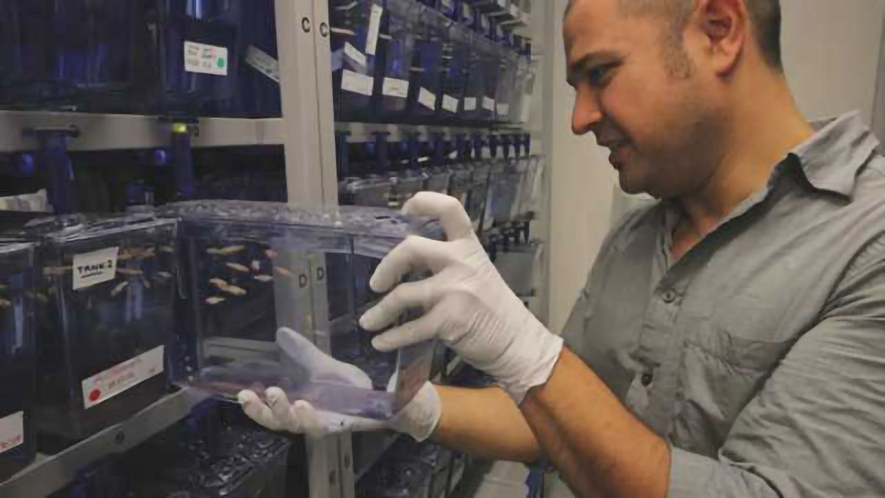 Peering into fish brains to see how they work