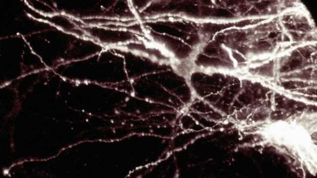 Brain cells get tweaked 'on the go'