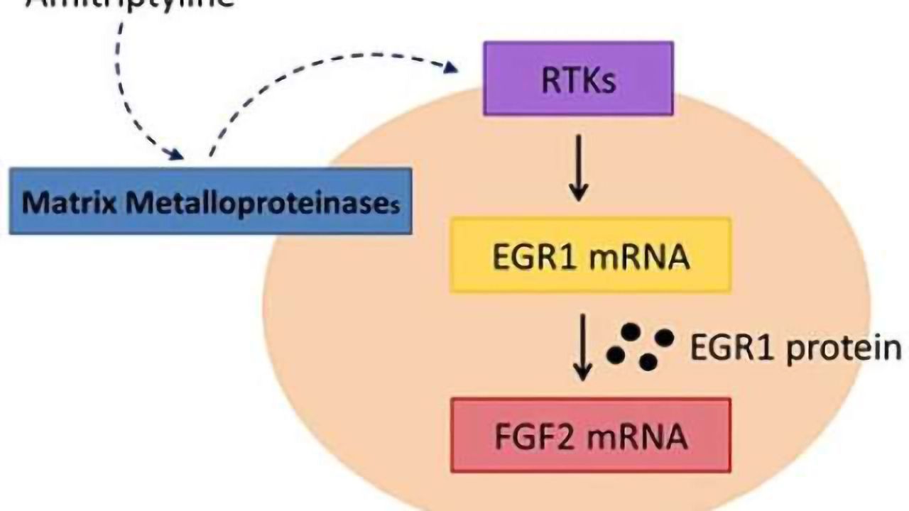 A study of antidepressants reveals how treatment helps depression management