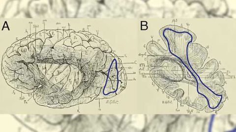 Scientists chart a lost highway in the brain