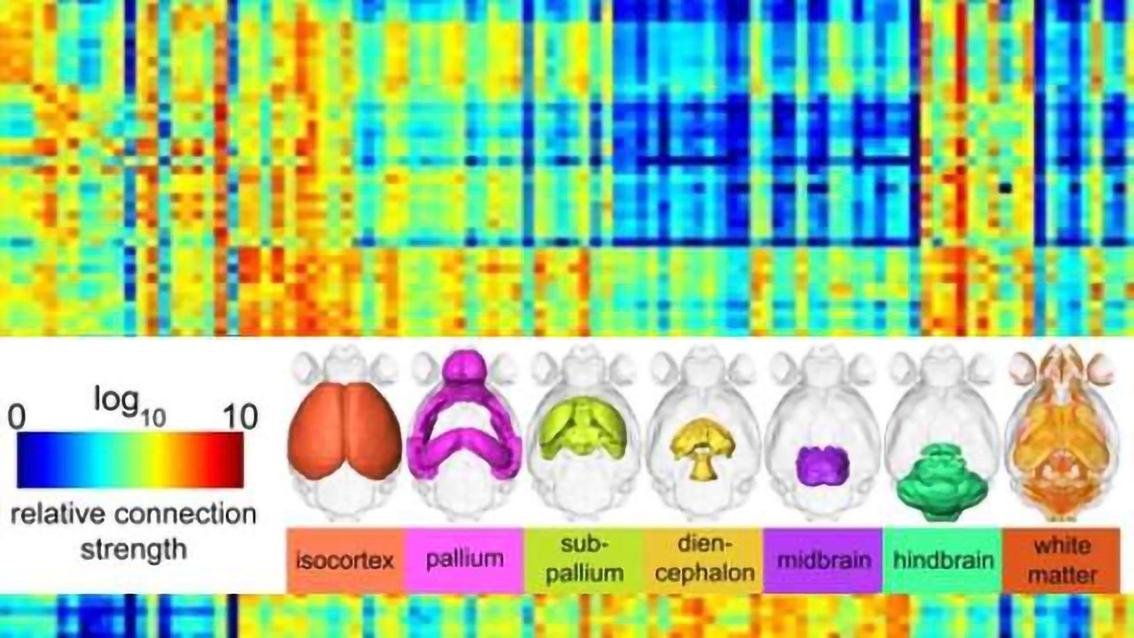 New mouse brain map may illuminate origins of mental illnesses
