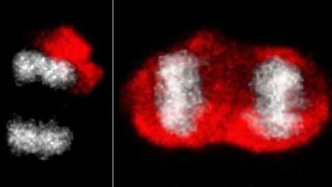 A barrier against brain stem cell aging