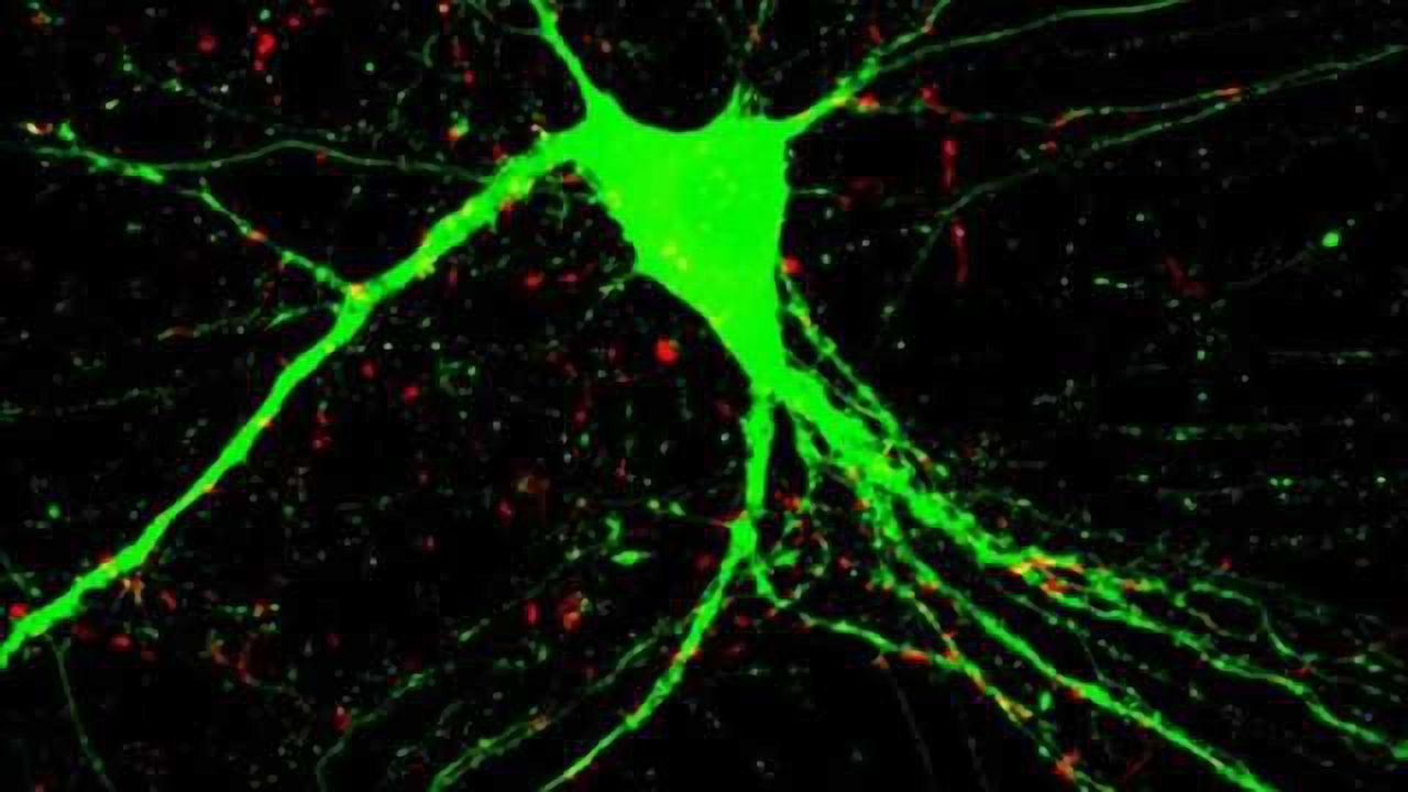 Repairing the brain - Two genes unlock potential for treatment of schizophrenia