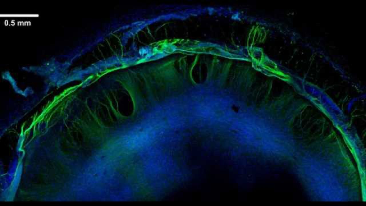 Stem cell-derived ‘organoids’ help predict neural toxicity