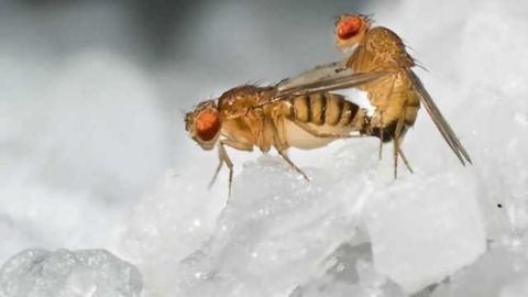 Pass the salt -- Using the fly to understand how pregnancy drives food cravings