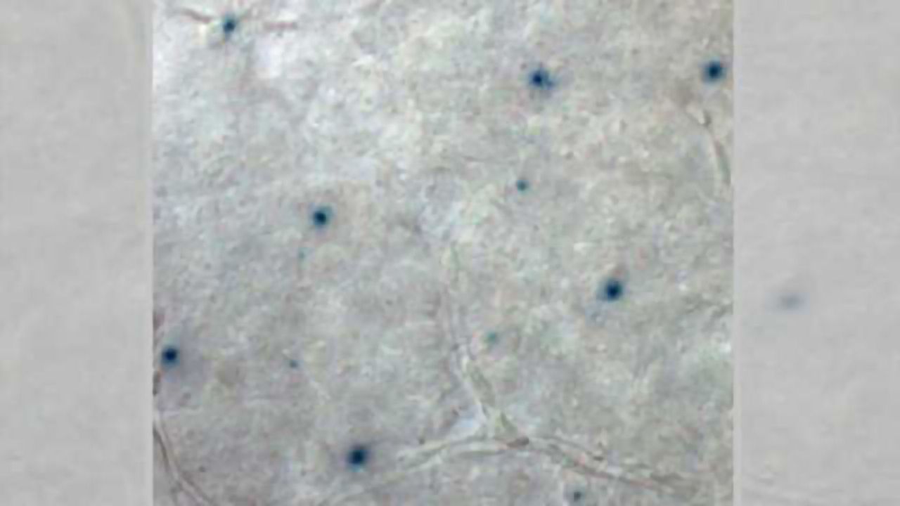 How the retina marches to the beat of Its own drum