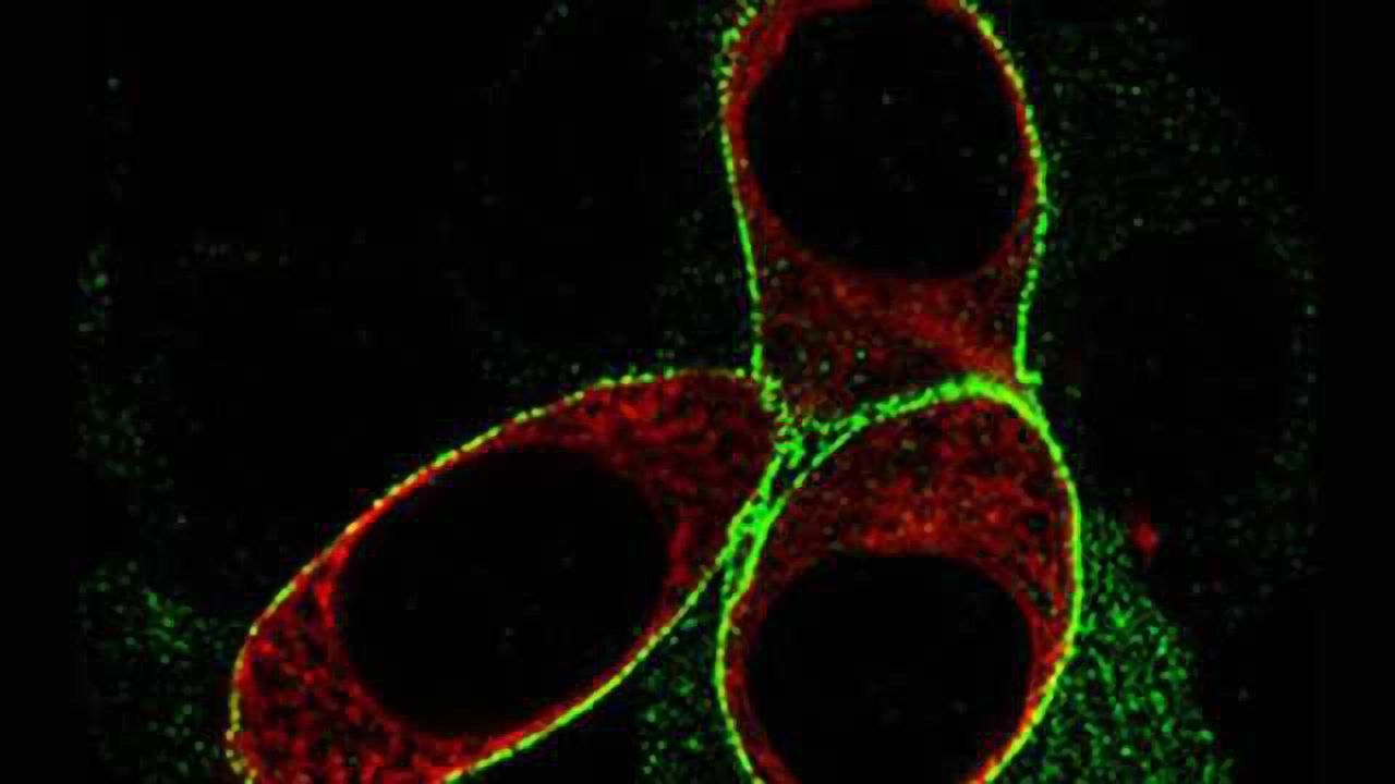Study offers insight on how a new class of antidepressants works