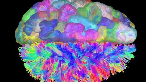 Brain networking: Brain scans used to determine mechanism behind cognitive control of thoughts