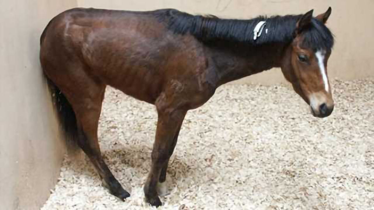 Horse illness shares signs of human disease