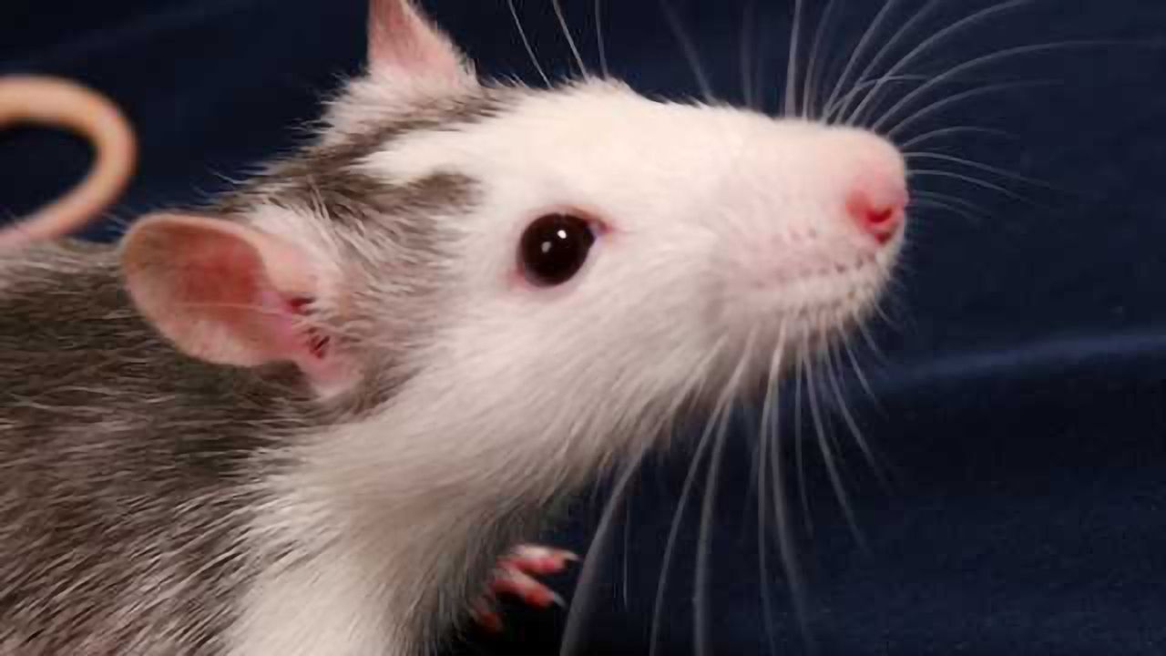 Drug used to treat cancer appears to sharpen memory