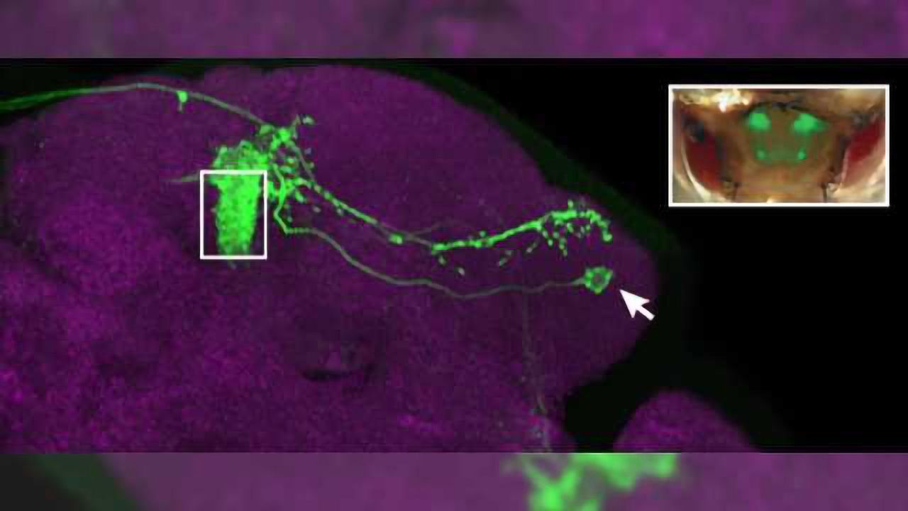Brain cells in fruit fly hold secret to individual odor preferences