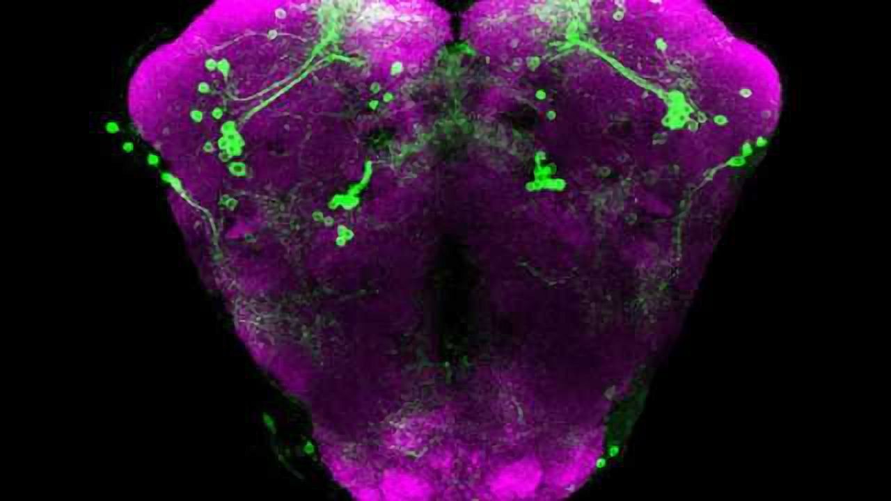 Unexpected connections: Calcium refill mechanisms in nerve cells affects gene expression