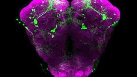 Unexpected connections: Calcium refill mechanisms in nerve cells affects gene expression