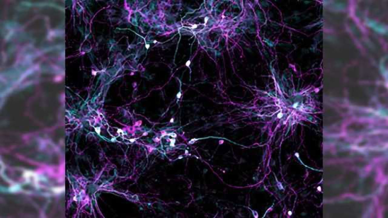 Researchers learn how to grow old brain cells