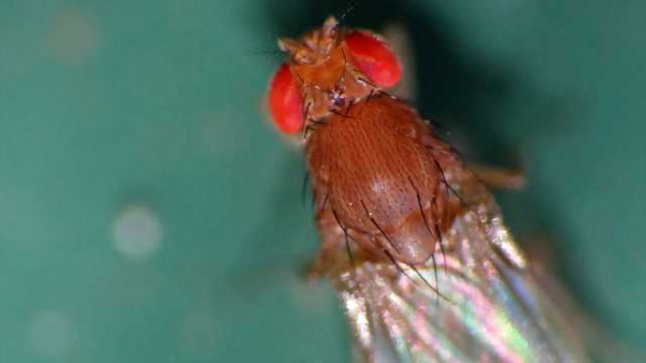 Fruit fly pheromone flags great real estate for starting a family