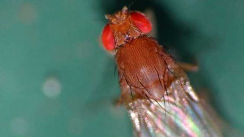 Fruit fly pheromone flags great real estate for starting a family