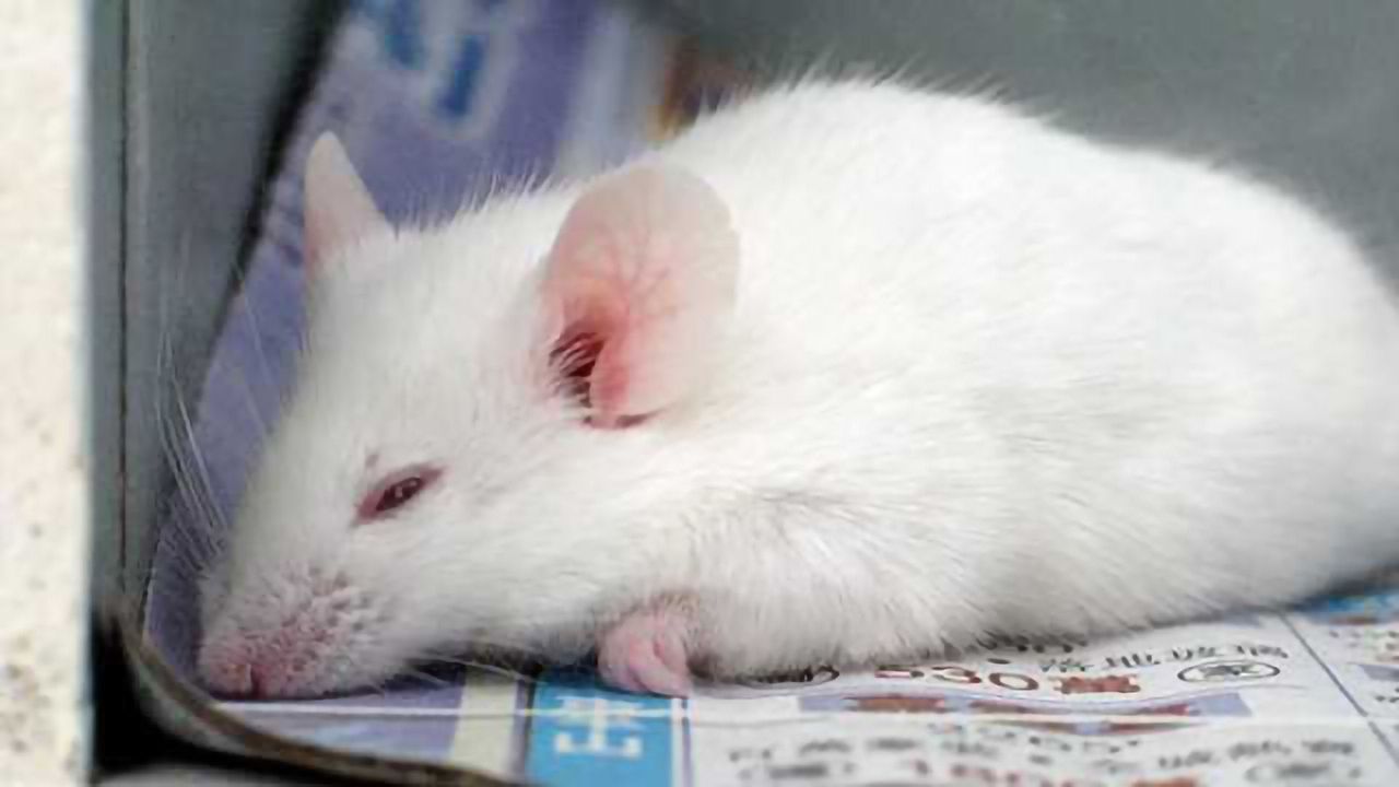 Researchers find neural switch that turns dreams on and off