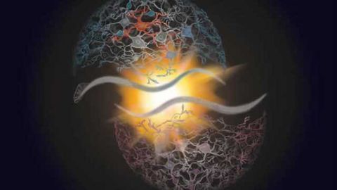 Extra brain cells make male nematodes remember, seek sex instead of food