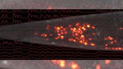 Vienna neuroscientists decode the brain activity of the worm