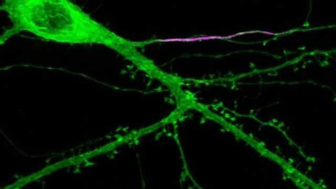 New insight into how neurons regulate their activity