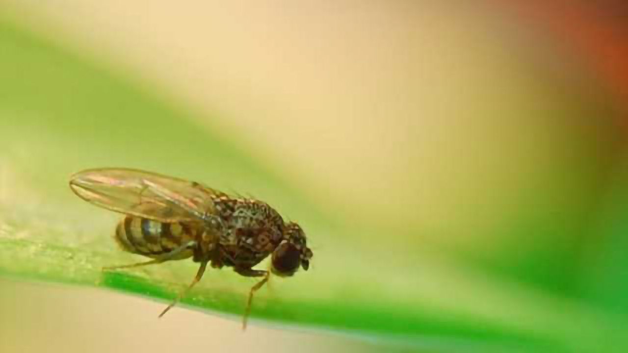 Fly method is epilepsy’s ray of light