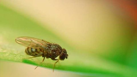 Fly method is epilepsy’s ray of light