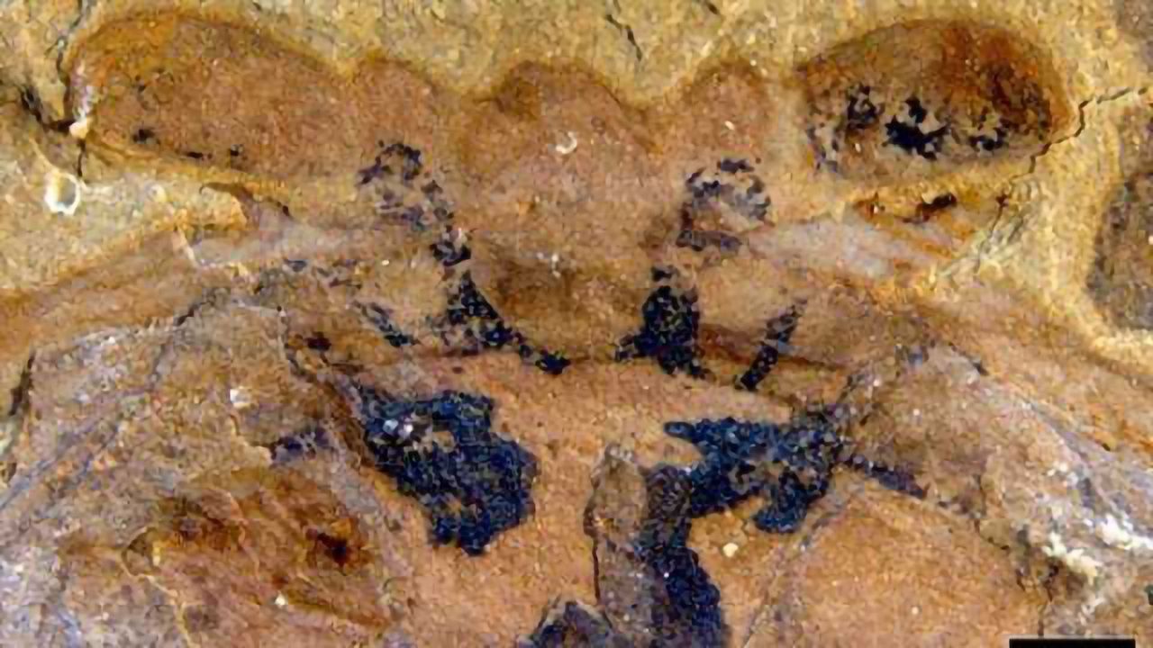 Ancient brains turn paleontology on its head