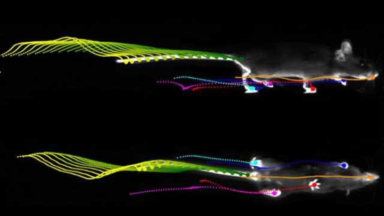 LocoMouse: Innovative tool sheds light on motor deficits