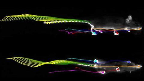 LocoMouse: Innovative tool sheds light on motor deficits