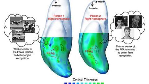 Thickness of gray matter predicts ability to recognize faces and objects