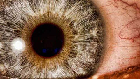 Faster brain waves make shorter gaps in the visual stream