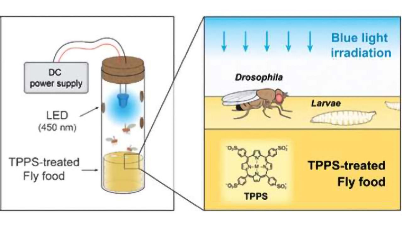 Using light to treat Alzheimer's disease