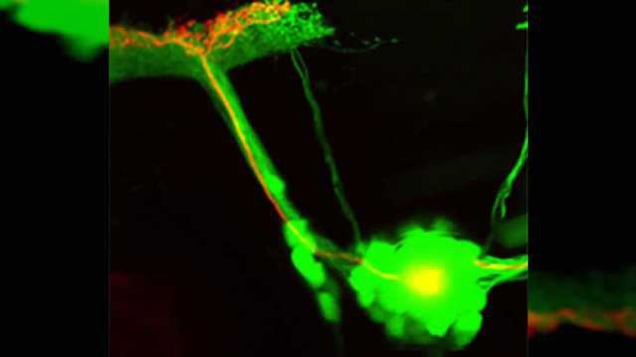 Bright prospects: Repairing neurons with light