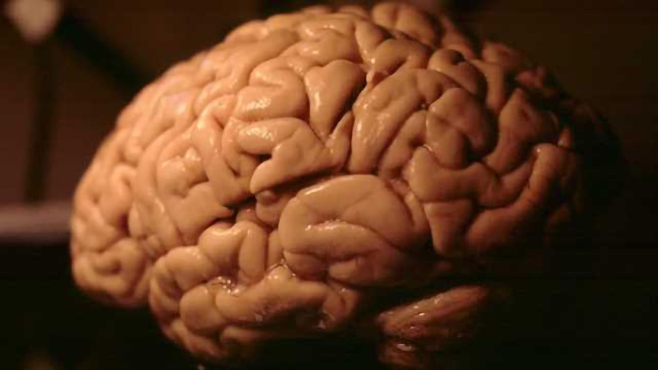Researchers decode patterns that make our brains human