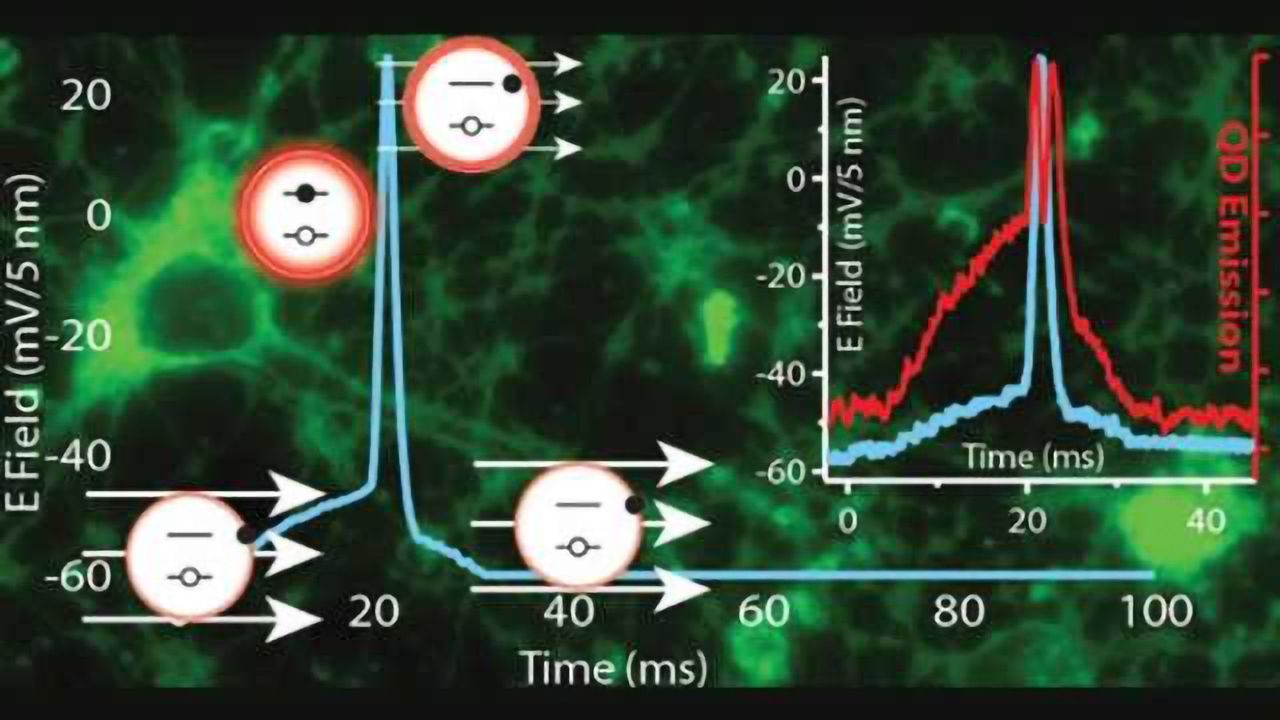 Researchers recruit luminescent nanoparticles to image brain function
