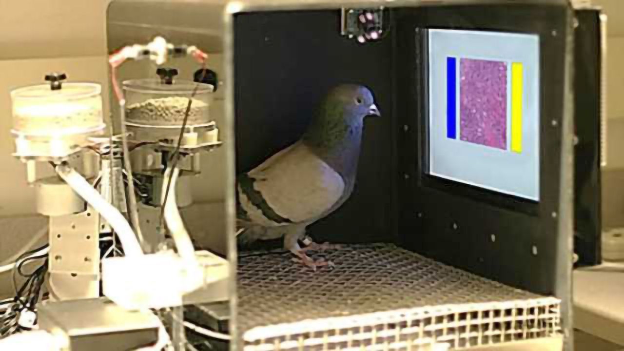 One very brainy bird