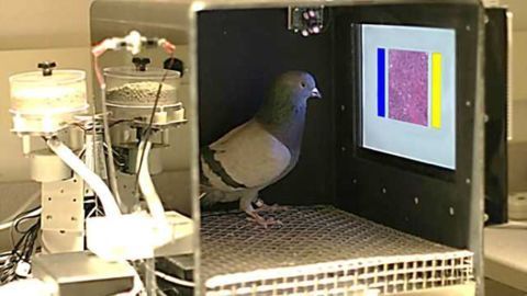 One very brainy bird