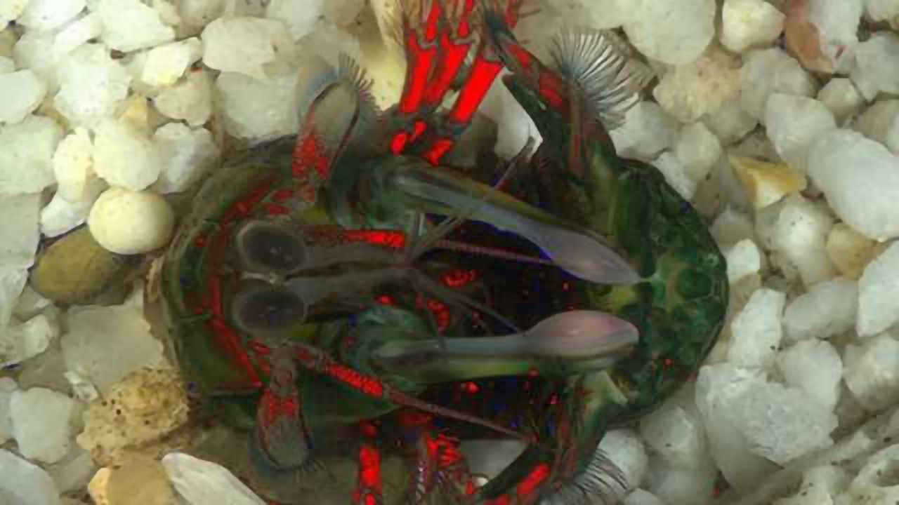 New form of secret light language keeps other animals in the dark
