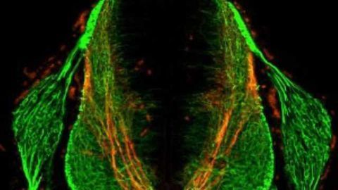 A newly discovered signaling molecule helps neurons find their way in the developing brain