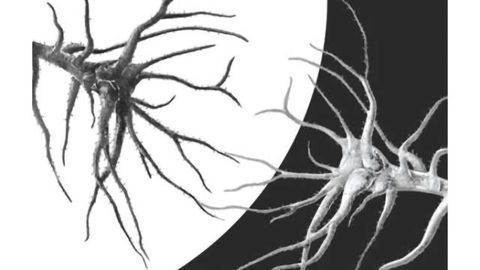 New insights into the circuits of sight: Study reveals cortical circuits that encode black and white