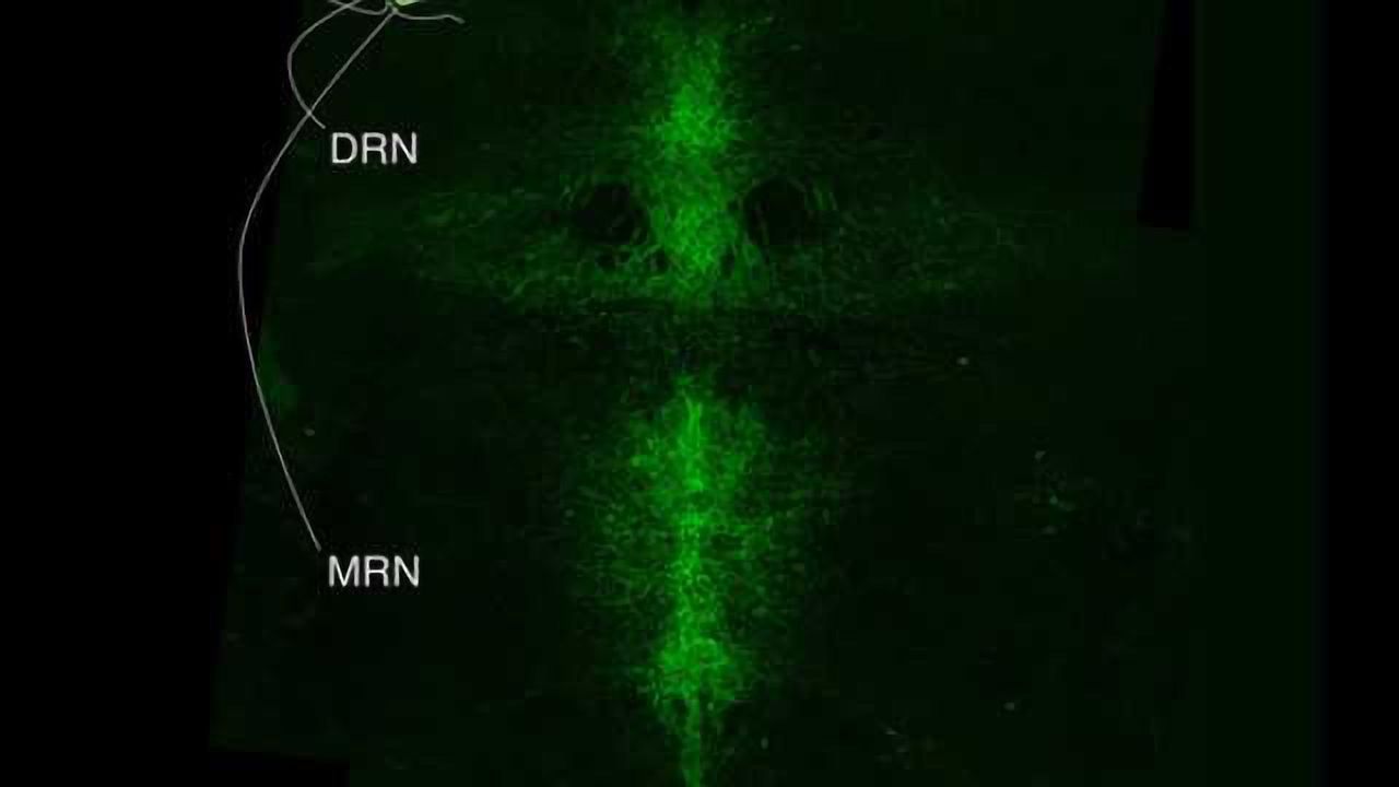 Yin and yang of serotonin neurons in mood regulation