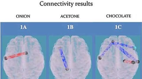 Food odors activate impulse area of the brain in obese children