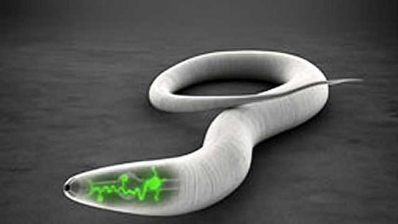 Infertile worms resist infection-induced neurodegeneration