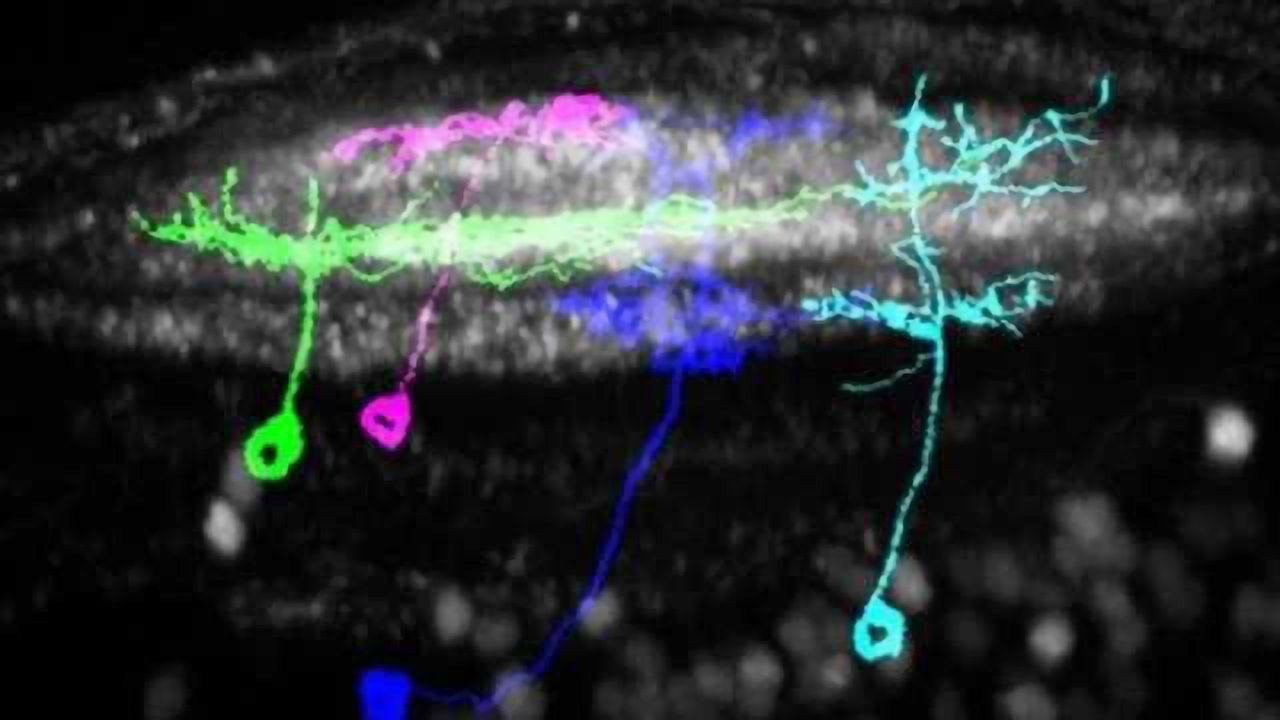 Deciphering the role of brain layers