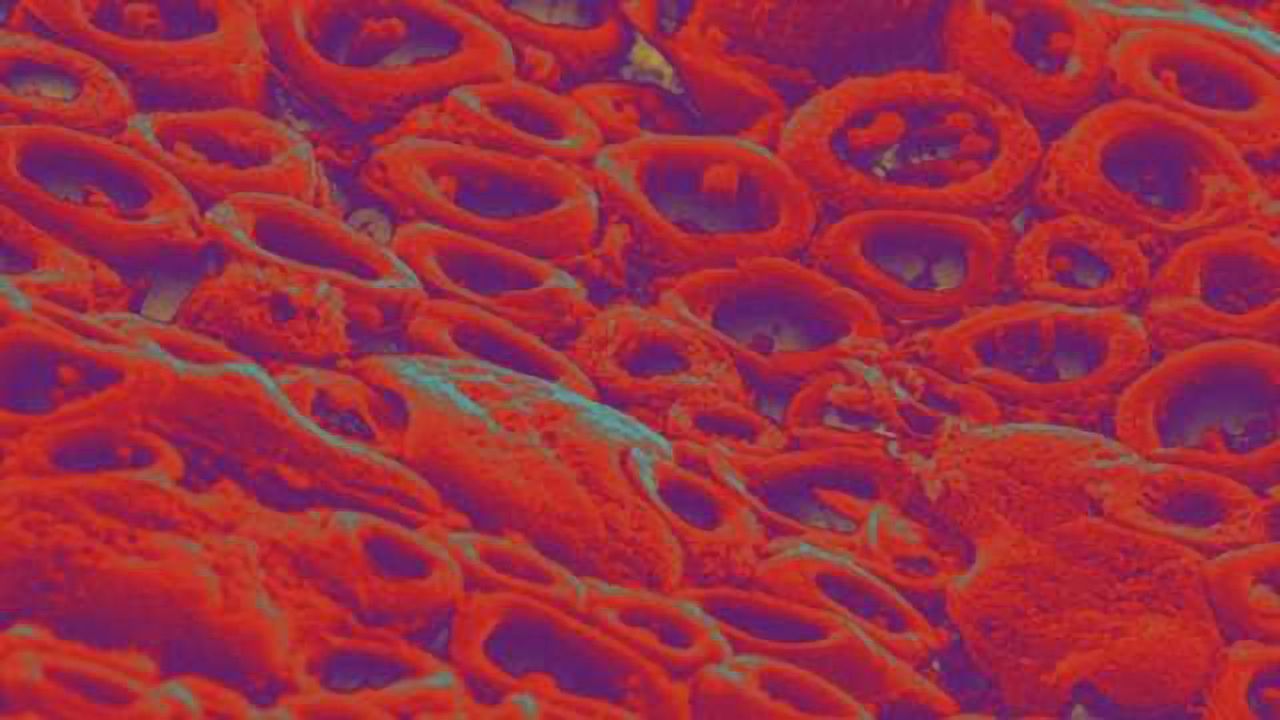 Immune-disorder treatment in mice holds potential for multiple sclerosis patients