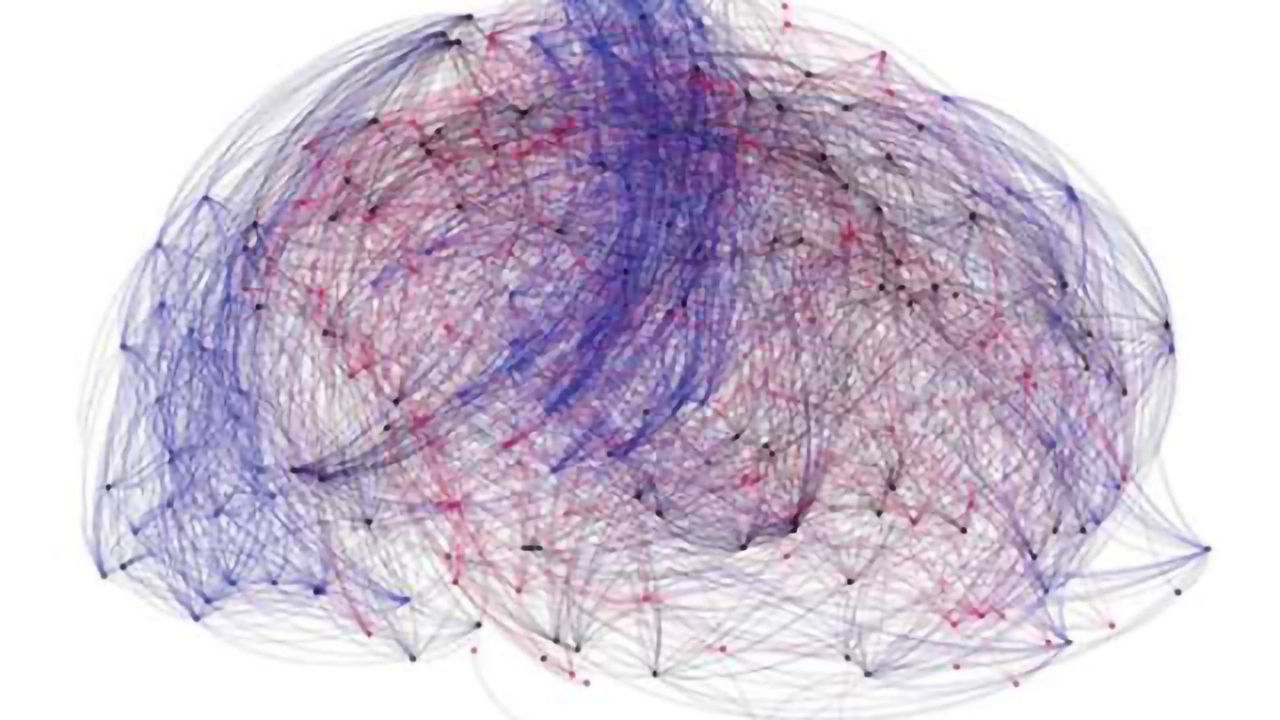 ‘Connector hubs’ are the champions of brain coordination