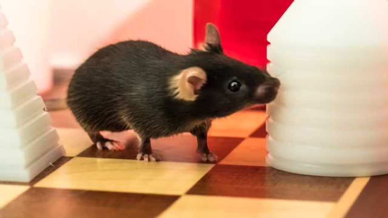 Can physical exercise enhance long-term memory?