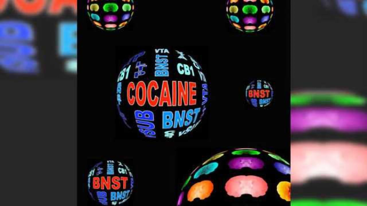 New insights on how cocaine changes the brain